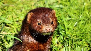 Keeping Minks at Home: Pros and Cons