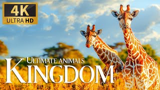 Ultimate Animals Kingdom 4K 🦒 Capturing the Majesty of Earth's Wild Animals Film