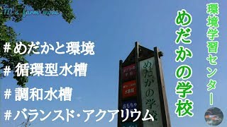 【めだかの学校】環境学習センター「めだかの学校」を訪れ『改良メダカ』と『アクアリウム     』 そして『環境』を学ぶ