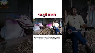 MHOTA MANKYA 5050🔥#bailgadasharyat #maharashtra #mumbaiking #viral #video