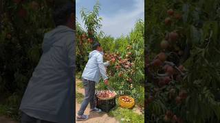 How to get peach from nature!how to grow peach fastly#shorts