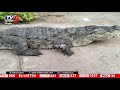 ಊರಿನ ಒಳಗೆ ನುಗ್ಗಿದ ಮೊಸಳೆ ಮಾಡಿದ್ದೇನು ಗೊತ್ತಾ.. crocodile tv5 kannada