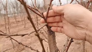 桃树的夏梢如何管理？科学种植，不走多余的弯路