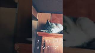 ゴロゴロウィーク猫 - GW cats - #Shorts