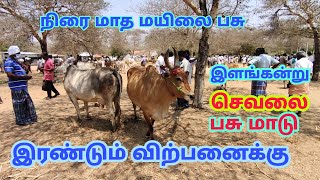 நிரை மாத மயிலை பசு மாடு மற்றும் இளங் கன்று செவலை பசு மாடு விற்பனைக்கு||@MAKKALMIC