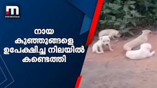 വടക്കൻ പറവൂരിൽ നായക്കുഞ്ഞുങ്ങളെ ഉപേക്ഷിച്ച നിലയിൽ കണ്ടെത്തി| Mathrubhumi News