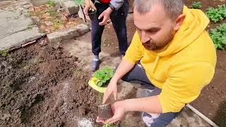 первые посадки в этом году