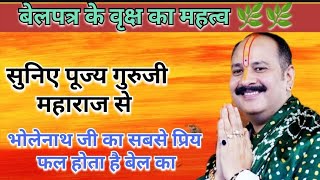 बेल के वृक्ष की महत्वता को आप भी जानिए / बेलपत्र के वृक्ष की पूजा  aaj ke upay / #viral #like #upay