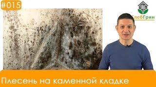 Плесень на стенах. Растут ли грибы на каменной кладке?