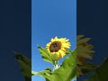 blue sky and sunflower summer landscape shorts