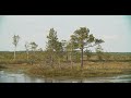 Cotton Grass Summer among pines trees. White Fluffy Flowers Eriophorum Angustifolium Known As