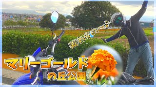 これは穴場スポット見つけたかも？！　埼玉県本庄市にあるマリーゴールドの丘公園が綺麗！