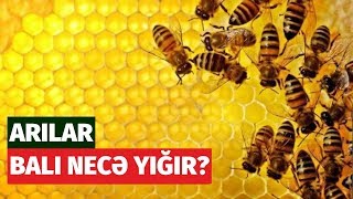 Xalis balı belə tanıyın - Ən yaxşı bal hansı baldır?