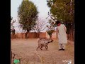 striped hyena in pakistan