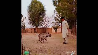 Striped Hyena in Pakistan