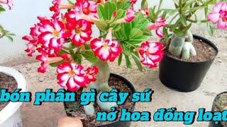 bón phân gì cây sứ nở hoa đồng loạt