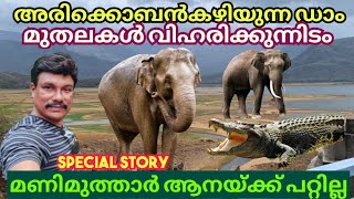 അരിക്കൊമ്പൻ മണിമുത്താറിൽ മുതലകൾക്ക് നടുവിൽ |Arikomban |Crocodile Spotted |Manimuthar Dam Erea |4k