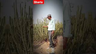 only for short video #shorts #short