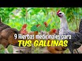 9 hierbas medicinales para gallinas 🐔