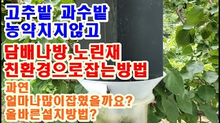 고추밭 담배나방 노린재 농약치지않고 친환경으로 잡는방법 페르몬해충트랩관연 잡혔을까요