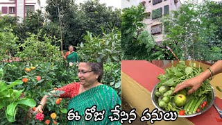 ఈ రోజు చేసిన పనులు || Harvest  || Pruning