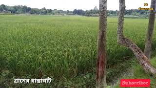 village Tour 2 গ্রামের রাস্তাঘাট, ধানক্ষেত গাছপালা l my Village life of Bangladesh EP-2