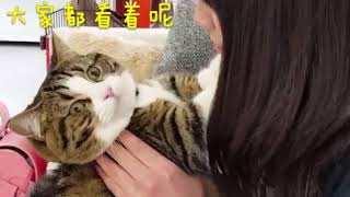 强吻猫猫