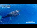 【沖永良部島 空撮】ザトウクジラ親子の休息　貴重映像　報道ステーション提供映像