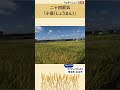 二十四節気 「小満（しょうまん）」 shorts 二十四節気 麦畑