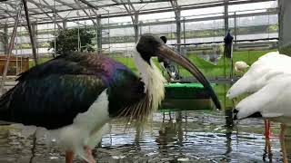 2022/4/10 🍀掛川花鳥園🍀オオハシとトキの水辺