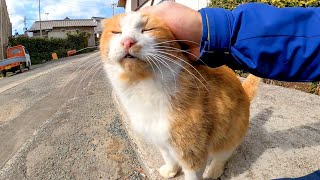 漁港の前の広場に行くと茶トラ猫軍団がゾロゾロ集まってきた