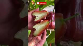 Yummy Kaju Fruit Cutting 😇🥰😋 #shorts #fruit #fruits #fruitcutting #satisfying #newshorts #viral #me