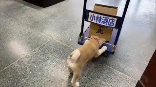 〈いきもの探検隊〉３万いいね！　働き者の”秋田犬”　大きな尻尾も特徴 ♪【新潟・長岡市】 (21/04/28 19:15)