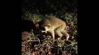 ಕಾಡು ಪಾಪ Slender loris