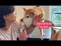 30s Challenge - Petting a Dramatic Shiba Inu (Impossible)