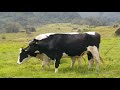 DESA DAIRY FARM / KANDANG LEMBU KUNDASANG SABAH