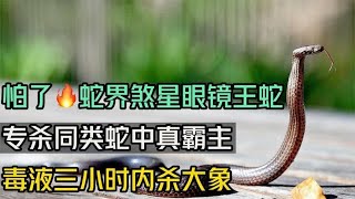 眼镜王蛇：辣条终结者，蛇界霸主，恐怖至极