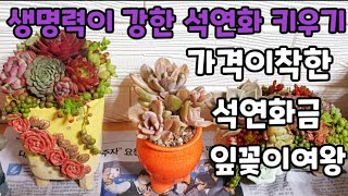 다육이 잎꽂이의 여왕 9년 잎꽂이로 키운 석연화  석연화금 키우기 심기  Succulents 多肉植物