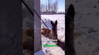 Cachorros secuestrados | El increíble rescate por parte de un perro |...#shortvideo #shortsfeed #...