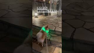 出待ちポメラニアン