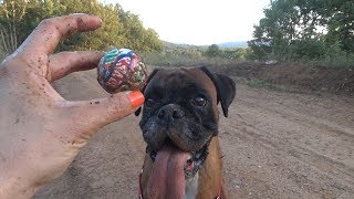 Lara the boxer dog fetching the ball