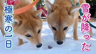 久々に雪が降って1日テンションが高い豆柴姉弟