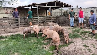 FEIRA DO PORCO DE CAMPINA GRANDE-PB 12/02/2025