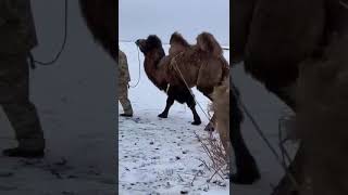 Шаруа бура,верблюд тащит  сани💪🐫  #video #скотоводство #camel #viral