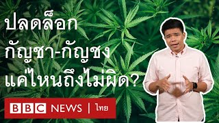 กัญชา กัญชง : ปลูก ใช้ จำหน่าย อย่างไร ให้ถูกกฎหมาย - BBC News ไทย