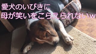 【実家愛犬いびき】ビーグルのいびきに笑いが止まらない母と父のツッコミ（岡山弁ネイティブ）Snoring funny beagle and mom can't stop laughing XD