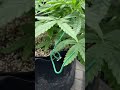 Auto Blueberry  / Cannabis Indoor Grow By Dutch Passion