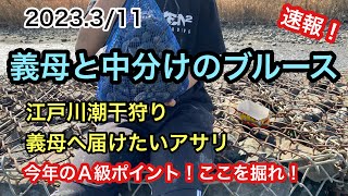 【2023.3/11】江戸川潮干狩り速報！義母に捧げるアサリ！今年早くも完全攻略！