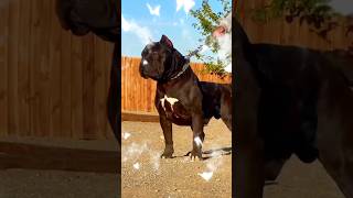 Pitbull baby and 🐶 #viral #trending #dog #viralvideos