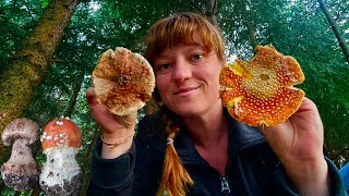 Мухомор червоний та Мухомор сіро-рожевий/ Amanita muscaria vs Amanita rubescens: відрізнити